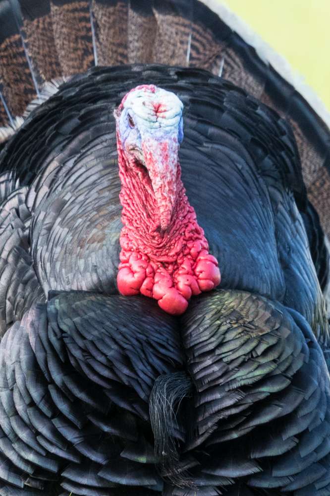 Close up of male Turkey head