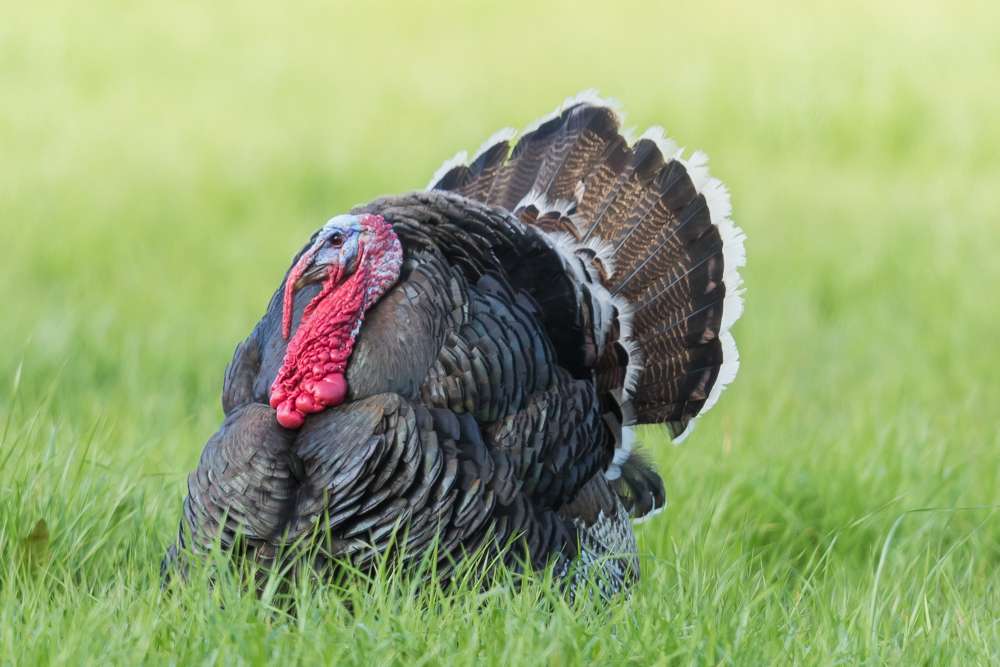 Male Turkey in grass
