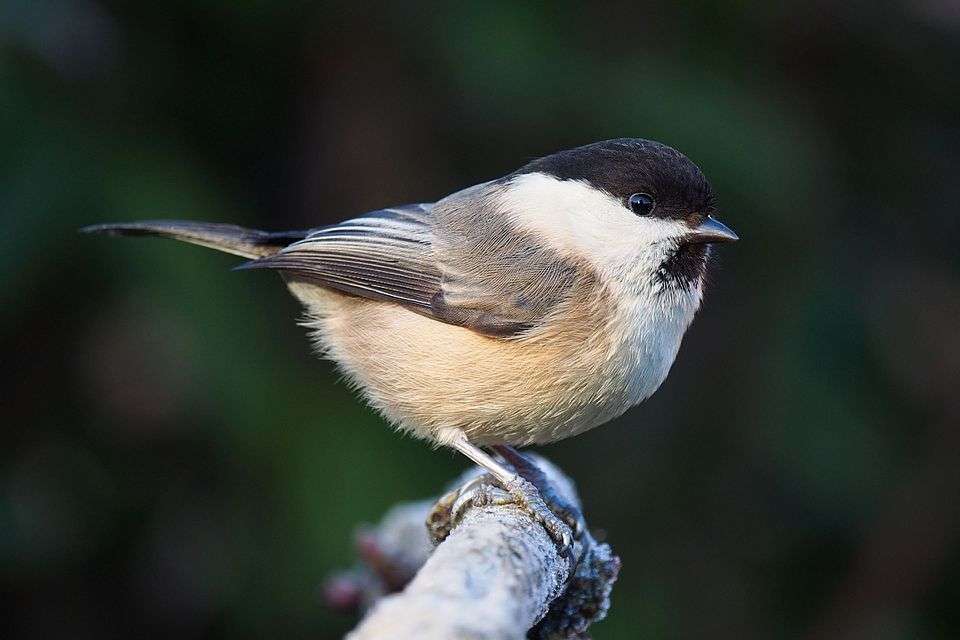 Small brown and grey bird with black cap.