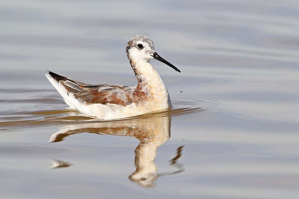 A sleek shore bird with pale coloring, brown back and long bill.