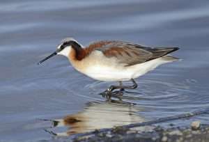 A sleek shore bird with pale underparts, brown and red back and long bill.