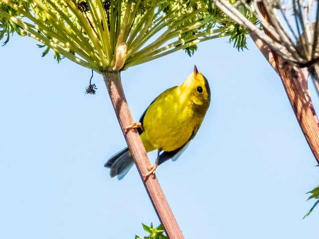 Bright yellow small songibird with black cap.