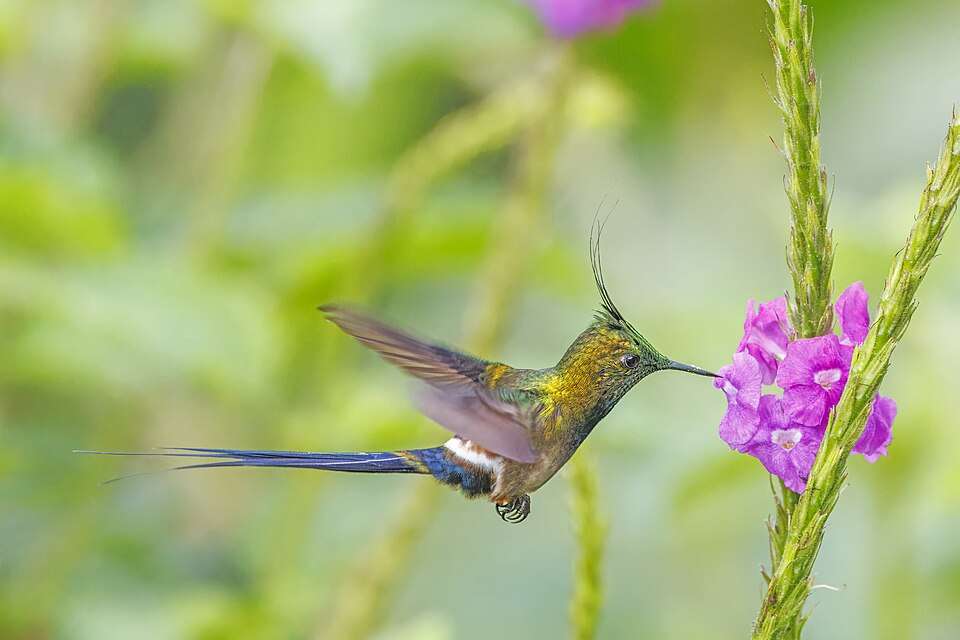 A green hummingbird has a long thin crest from the head and a long blue tail.