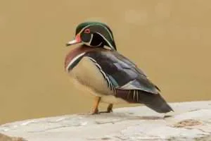 Small duck with colorful plumage, especially on the head with a large green cap and red bill.