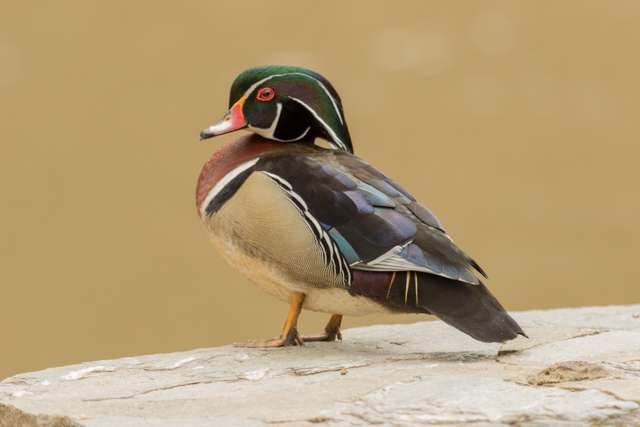 Small duck with colorful plumage, especially on the head with a large green cap and red bill.