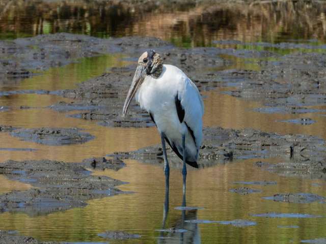 Large white waterbird with bald head and large, dark bill.