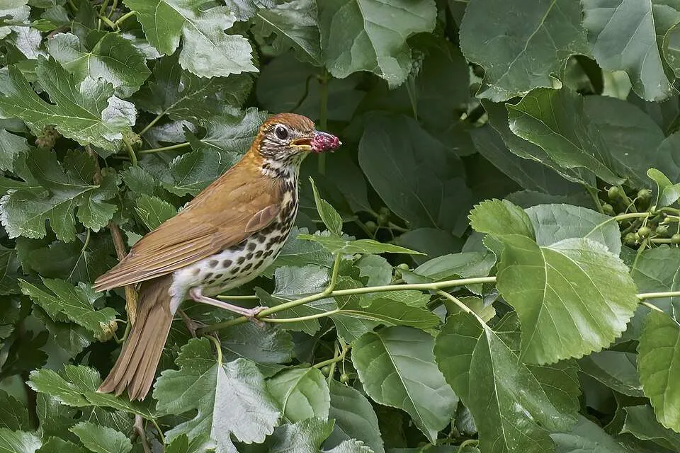 Brown bird with white spotted breast.