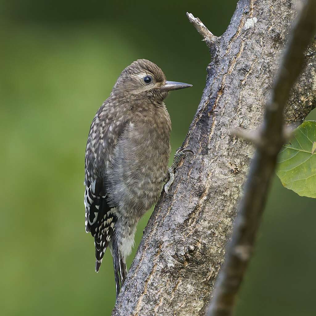 Juvenile Yellow-bellied Sapsucker on a tree trunk