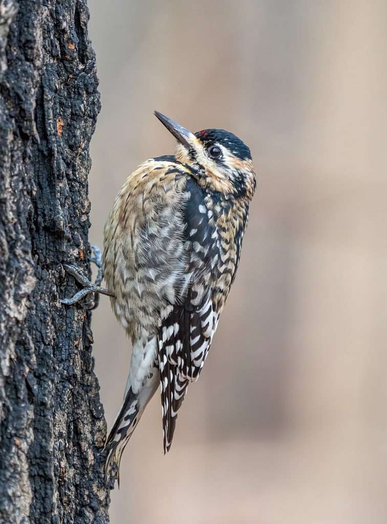 Juvenile Yellow-bellied Sapsucker on a tree trunk