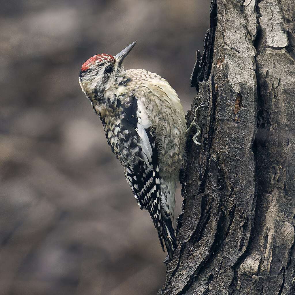 Yellow-bellied Sapsucker on a tree trunk