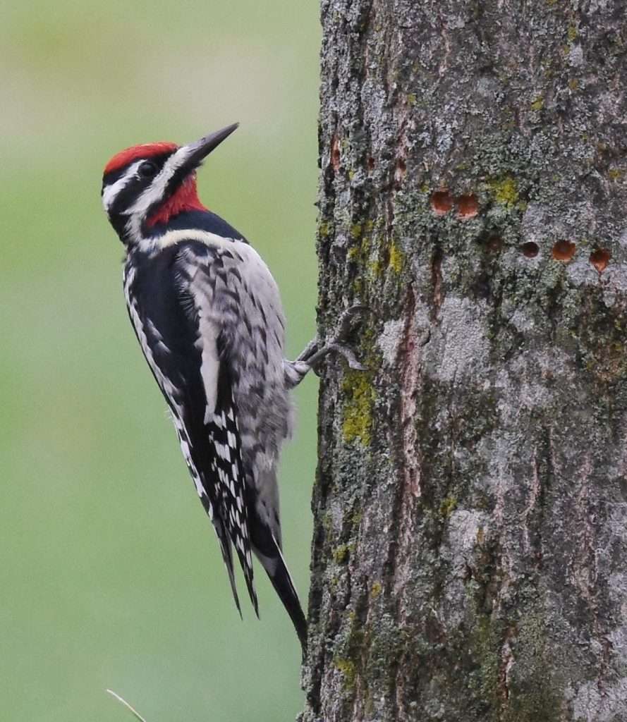 Yellow-bellied Sapsucker on a tree trunck