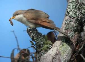 Large brown bird with cream underparts and a bright yellow bill.