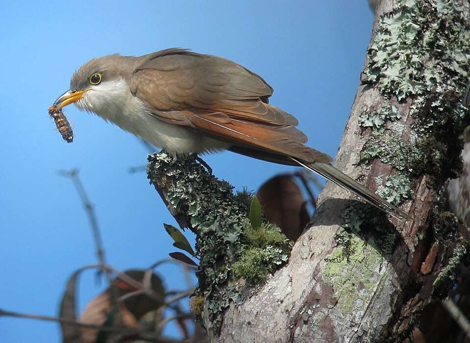 Large brown bird with cream underparts and a bright yellow bill.