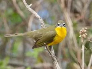 A medium sized bird with olive upper parts and bright yellow breast is looking at the camera