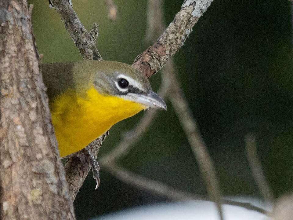 The head of a bird with a yellow breast and white eye brows peeks out from behind a branch