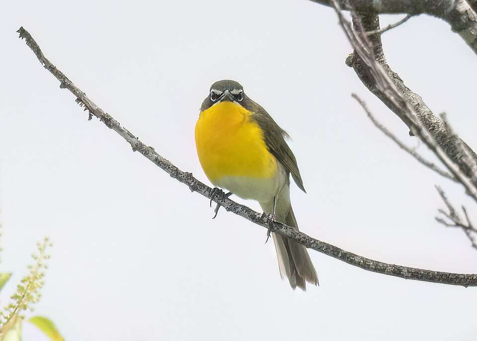 A medium sized bird sits on a branch. It has a bright yellow breast and white eyebrows.