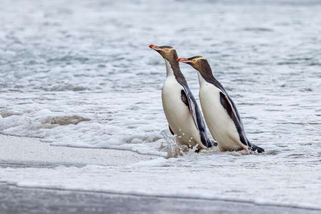 Large dark penguins with pink bill and yellow around the eye.