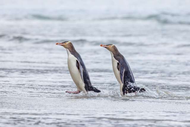 Large dark penguins with pink bill and yellow around the eye.