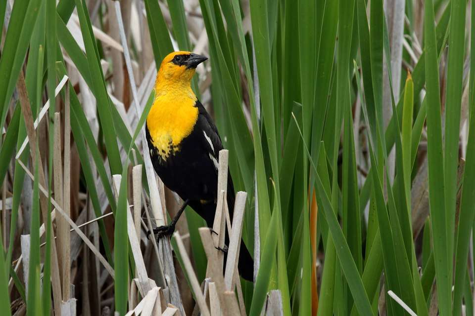 A black bird with yellow around the face and throat.