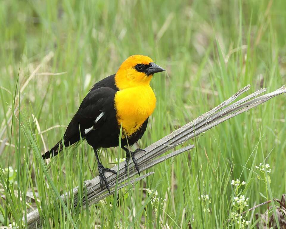 A black bird with yellow around the face and throat.