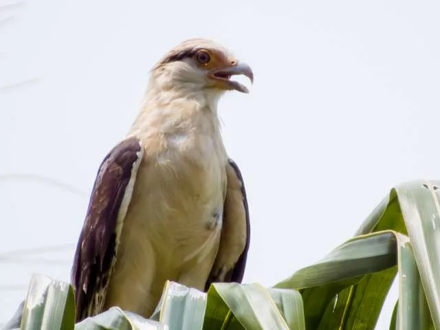 Medium sized bird of prey with yellow feathers and brown back.
