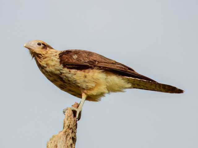 Medium sized bird of prey with yellow feathers and brown back.