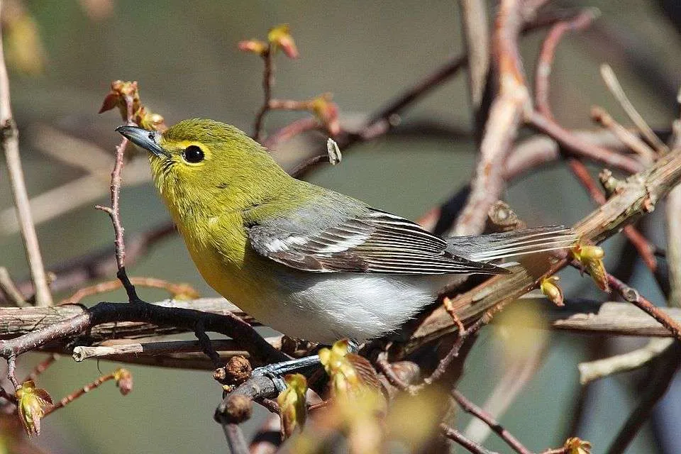 Small warbler with yellow throat and breast.