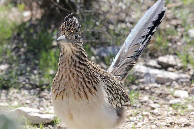 Large pheasant like bird with brown and cream streaky plumage.