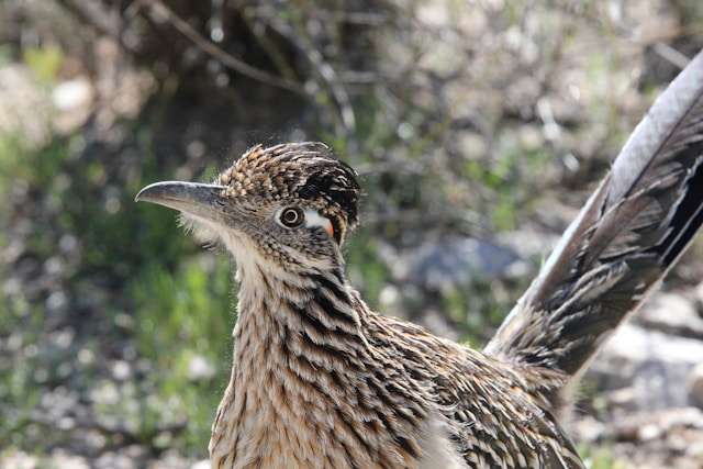 Large pheasant like bird with brown and cream streaky plumage.