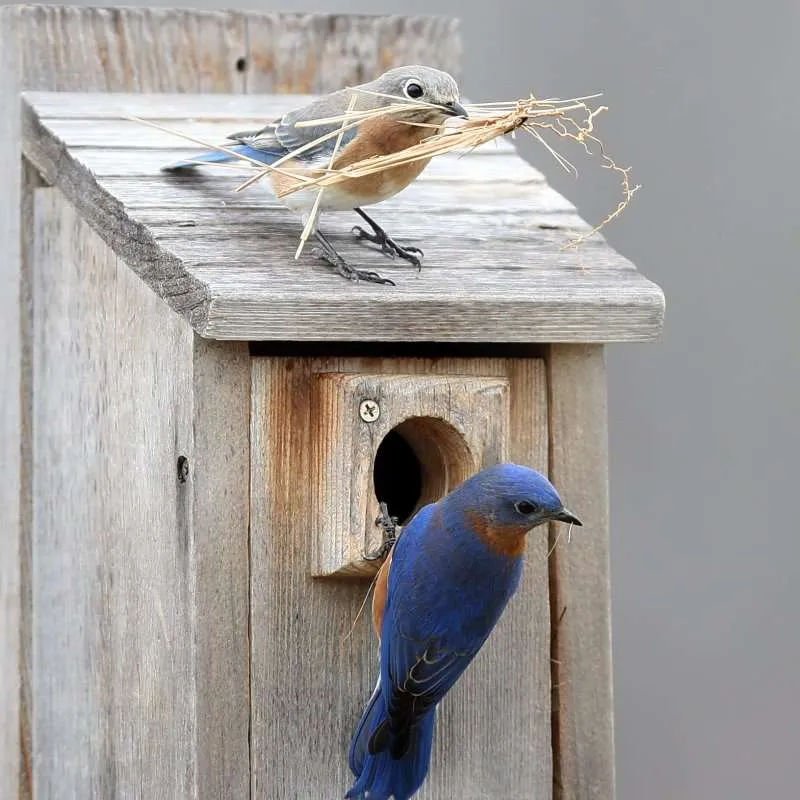 A pair of bluebirds are at a nesting box. One is at the hole and the other is above it with nesting material.