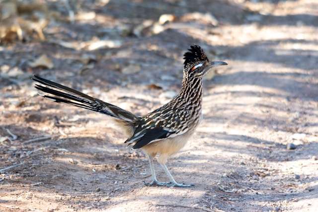 Large pheasant like bird with brown and cream streaky plumage.