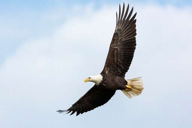 Huge raptor with brown plumage and white head in flight.