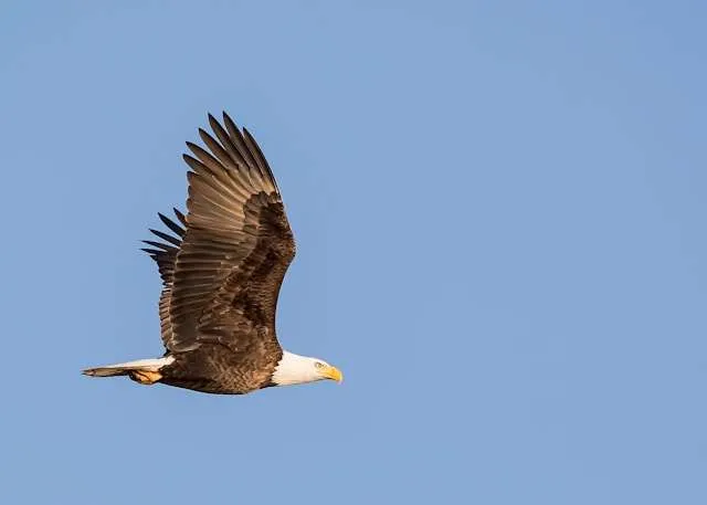 Huge raptor with brown plumage and white head in flight.