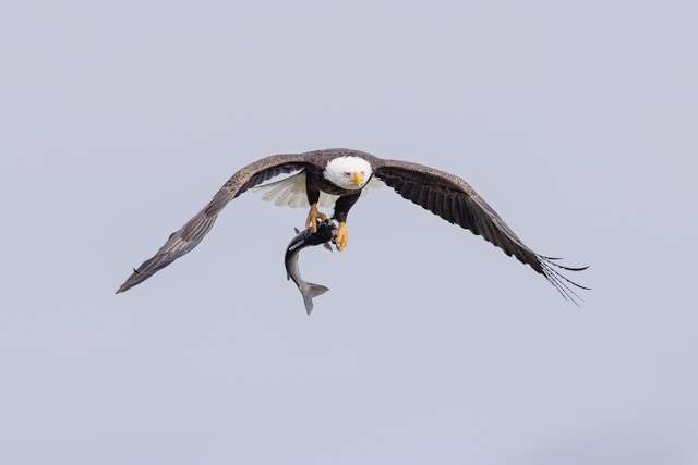 Huge raptor with brown plumage and white head in flight with a fish in its talons.