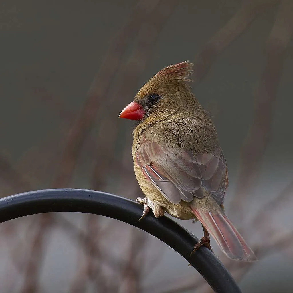 Female Northern Cardinal perched on a metal hook