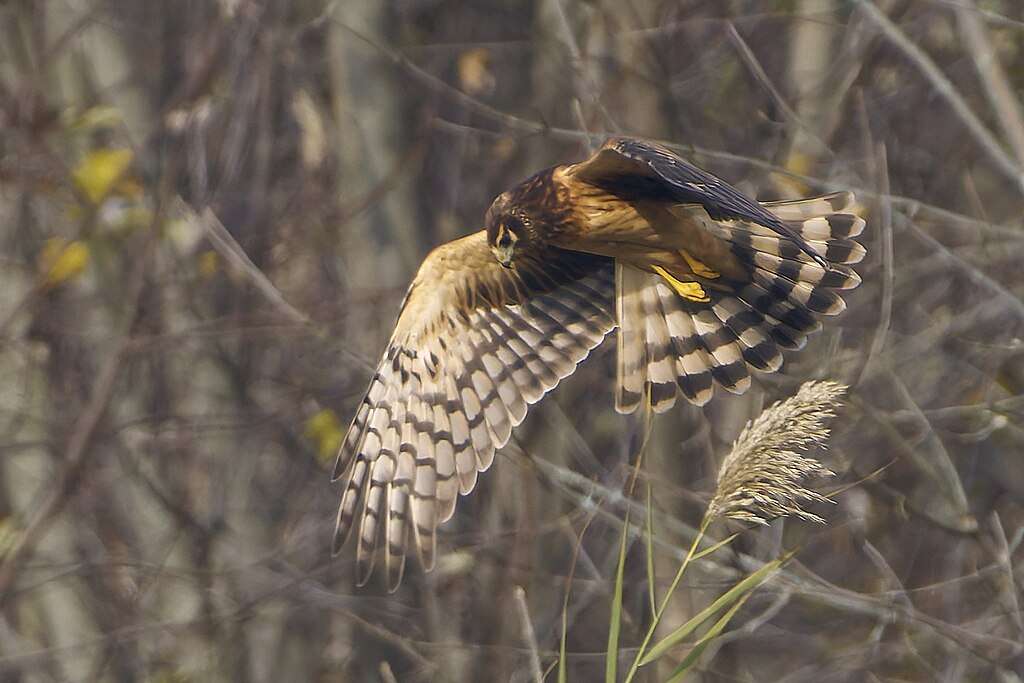 Northern Harrier in flight