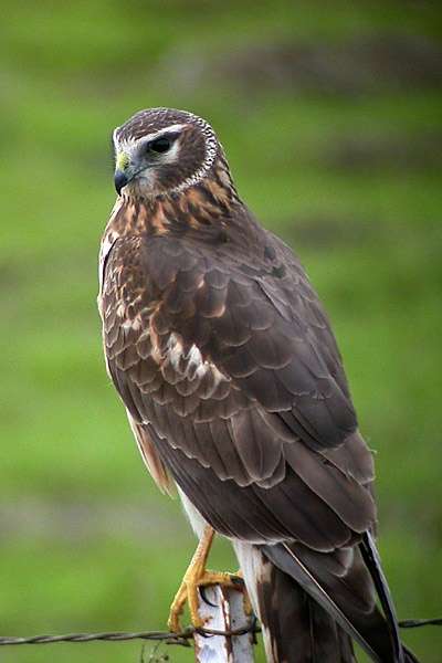 Northern Harrier sitting on a fence post