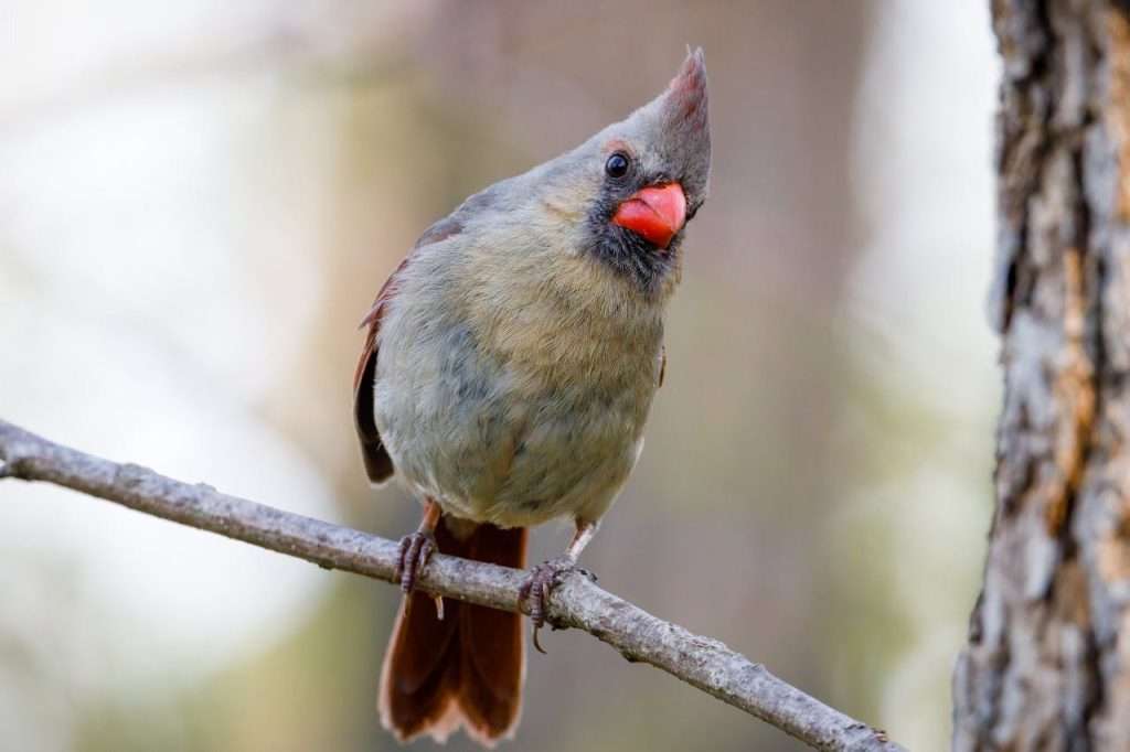 Female Northern Cardinal sitting on a branch