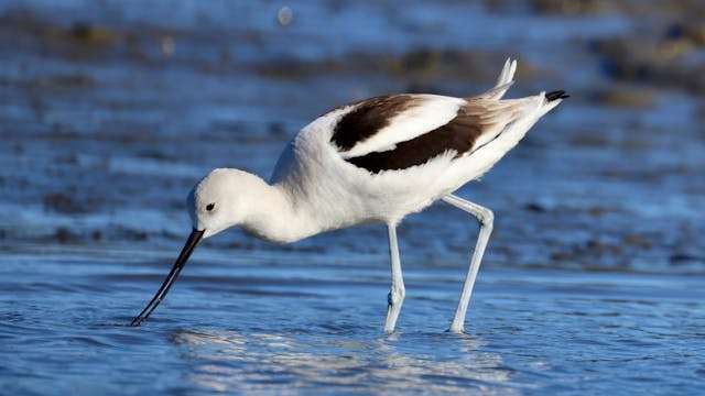 Long-legged black and white wader with rosy neck and very long curved bill.