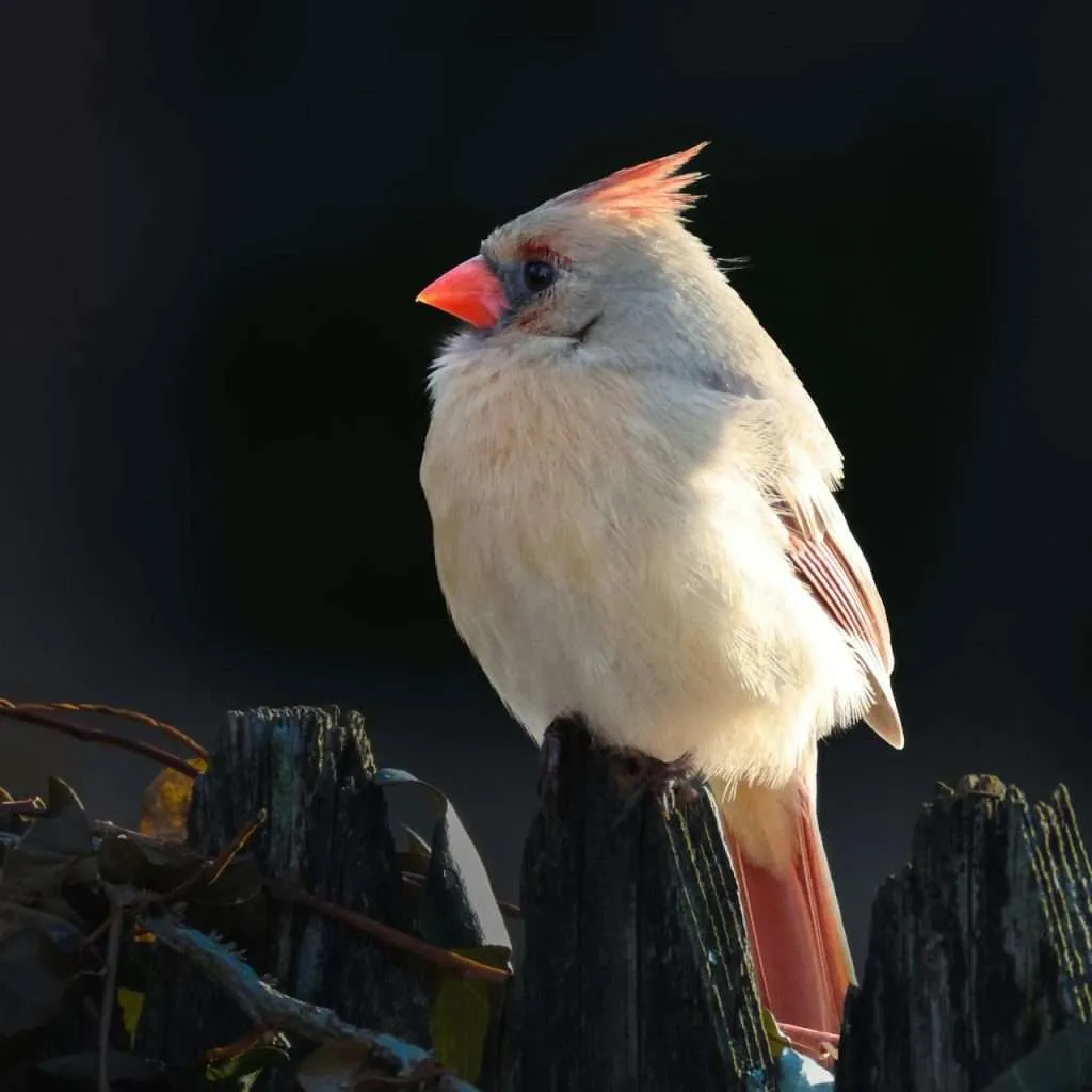 Female Northern Cardinal sitting on a fence