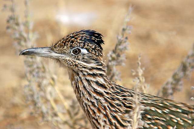 Large pheasant like bird with brown and cream streaky plumage.
