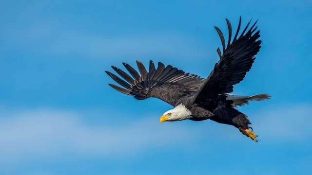 Huge raptor with brown plumage and white head in flight.
