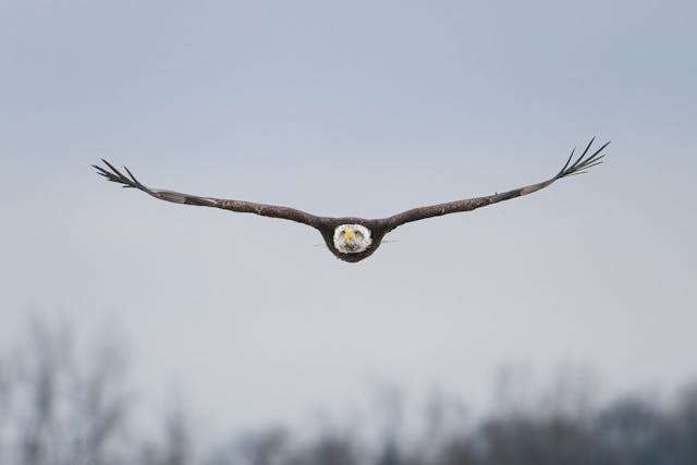 Huge raptor with brown plumage and white head in flight.