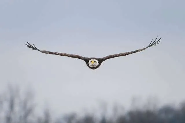 Huge raptor with brown plumage and white head in flight.