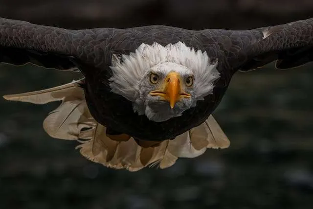 Huge raptor with brown plumage and white head in flight.