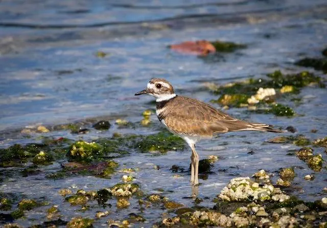 Brown and white patterned shorebird with red eye ring.