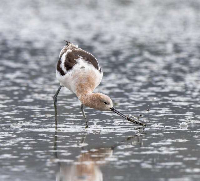 Long-legged black and white wader with rosy neck and very long curved bill.