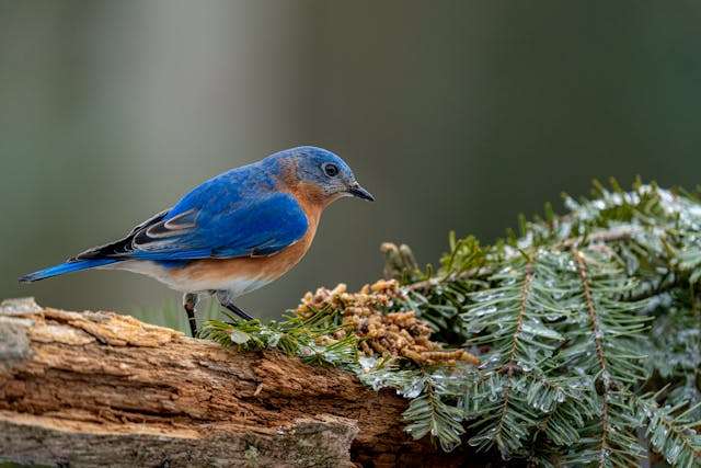 Blue songbird with rusty brown front.