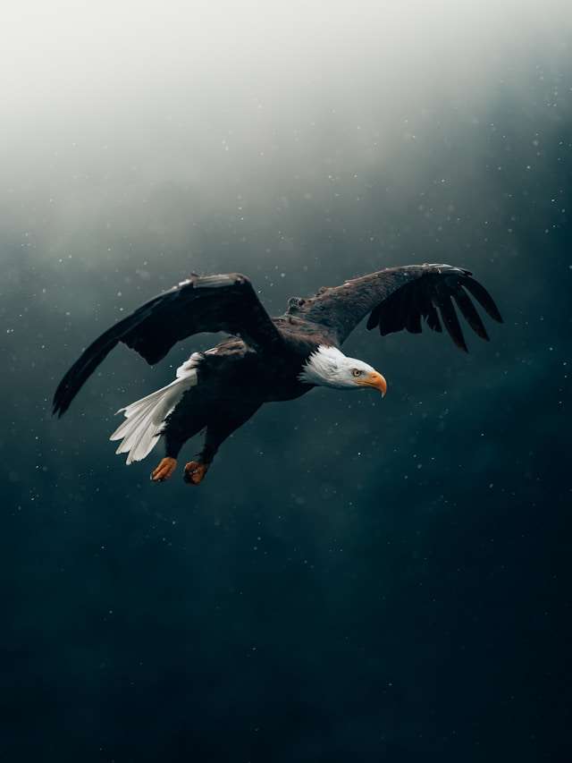Huge raptor with brown plumage and white head in flight.
