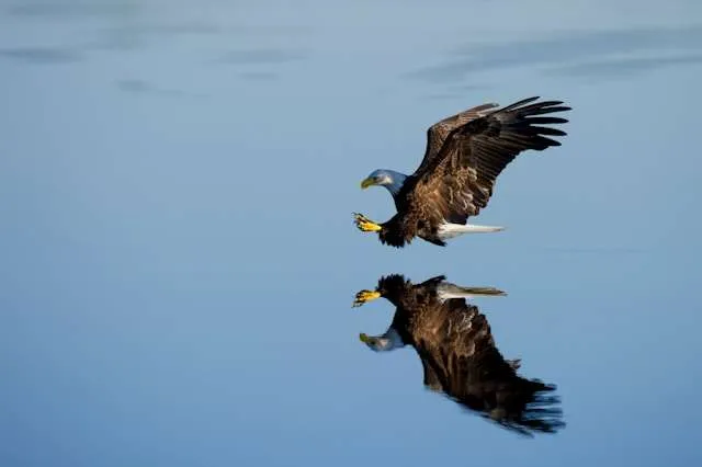 Huge raptor with brown plumage and white head in flight approaching water.